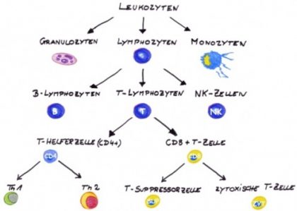Th1 – Th2 Immunbalance – Naturheilzentrum Breidenbach