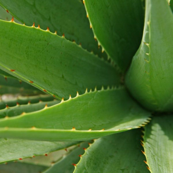 Blätter einer Aloe Vera Pflanze