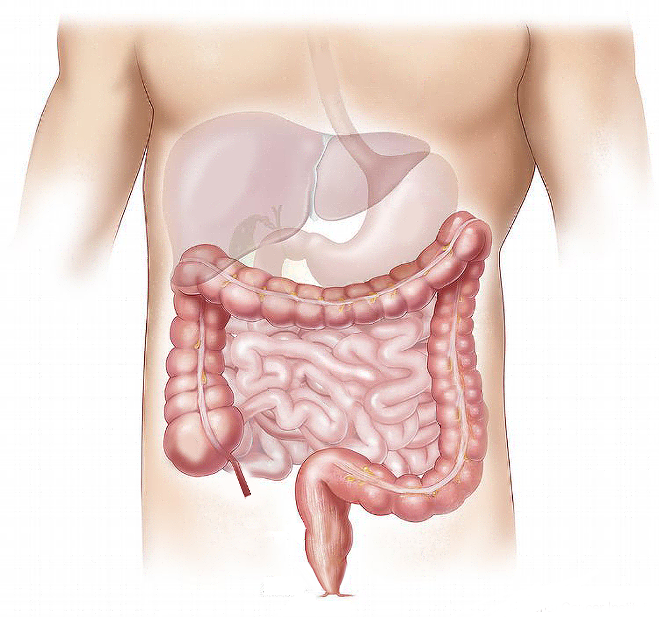 Illustration vom menschlichen Darm